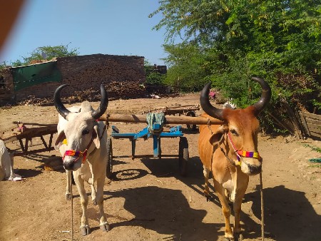25000 રૂપિયા કિંમત બે વાવણી છે ભાઈ