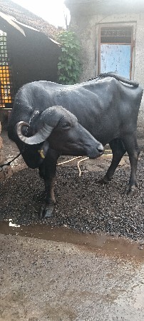 ભેંસ વેચવાની છે