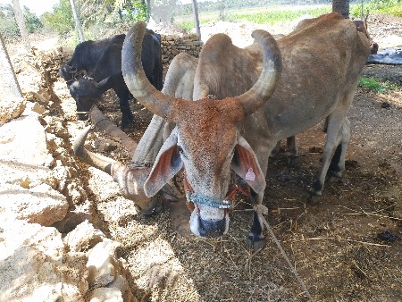 બરધ વેશવાના છે
