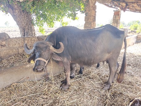 ભેંસ વેચવાની છે
બીજું
 વેતર છે