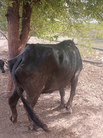 ભેંસ વેચવાની છે