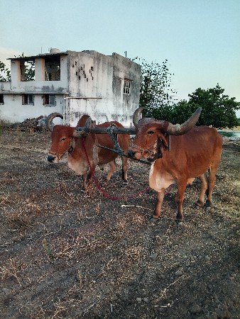 બડધવેચવાનાછેસારાવાશડાહોયતોસાટુ