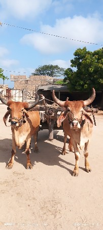 પેલી દમધર ના બળધ વેસવાના છે