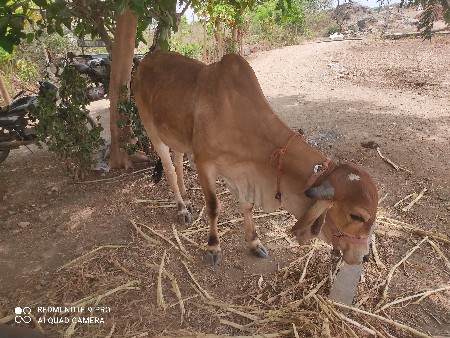 હોડકી વેચવાની છે