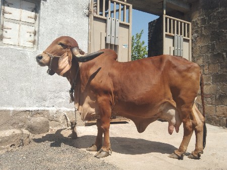 વેચવાની. દૂધ ‌10