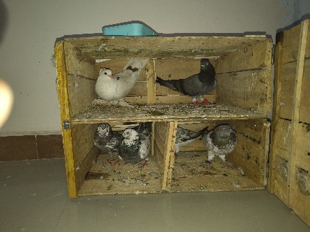 છ કબુતર વેચવાના છે