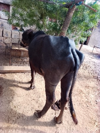 4દાતે