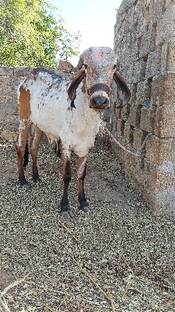 ગાય વેચવાની છે