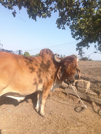બરધ વેચવાનો છે