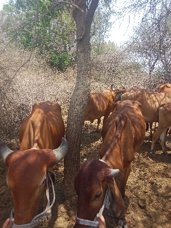 બે બળદવેસવાનાછે