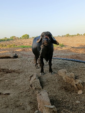 ભેંસ વેચવાની છે