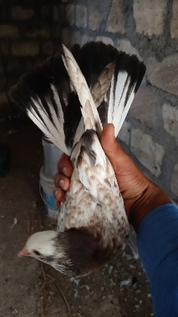 બોટાદ