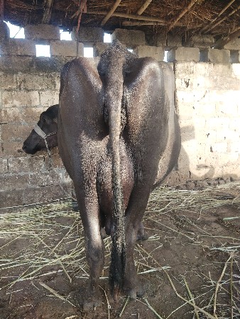 ભેંસ વેચવાની છે