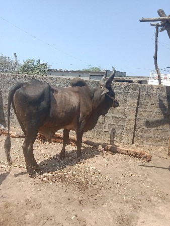 બળદ વેચવા નો છે