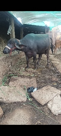 ભેંસ વેચવાની છે