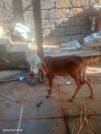 gir gay veshavani se nise