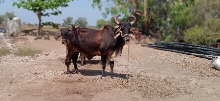 બળદ
