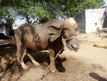 ભેંસ. વેચવાનિ.   છે