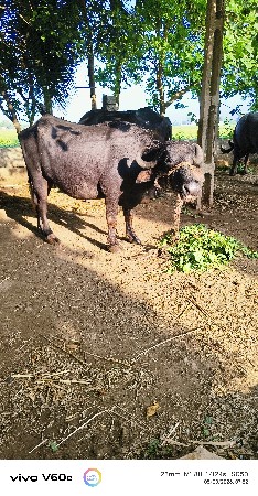 પેલ વેતરી ખડલી