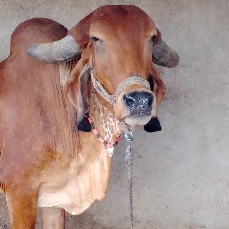 વેચવાની છે