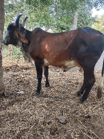 એસ એફ કોસ
