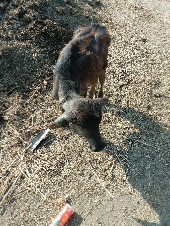 આ ભેંસ વેચવાની છે નીચે પાડો છે