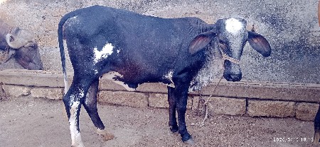 ગીર ક્રોસ હોડકી વેચવાની છે