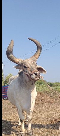 બળદ‌ વેચવાનો‌ છે