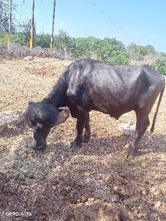 આ પાડો વેચવાનો છે