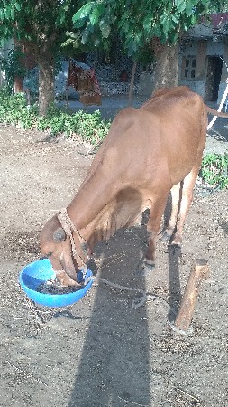 ગીર હોડકી વેચવાની છે
