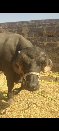 પાડો વેચવાનોછે બીજા વાડાનો છે