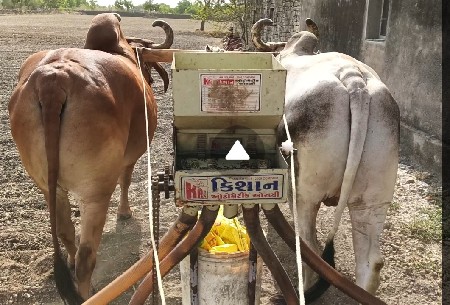 બળદ વેચવાના છે