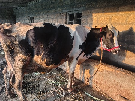 એશબ ગાય