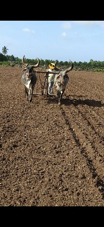 વેચી દેવાના છે