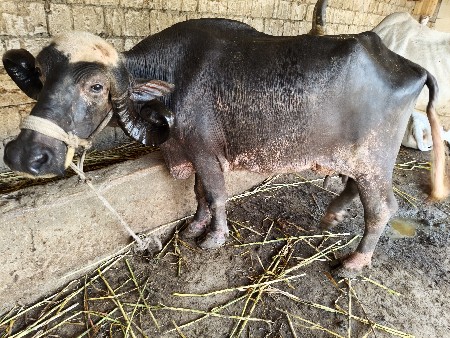 પેલવેટરી ખડેલી 5 લિટર દૂધ મહિના દિ