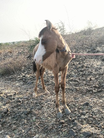 સુરેશભાઈ