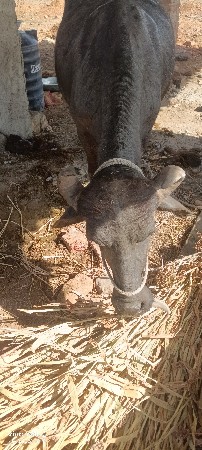 પેલા વેતર ની ખડેલી વેચવી છે