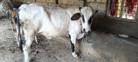 hf ઓડકી વેચવાની છે