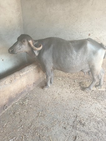 ભેસ વેચવાની છે ગાભણીછે