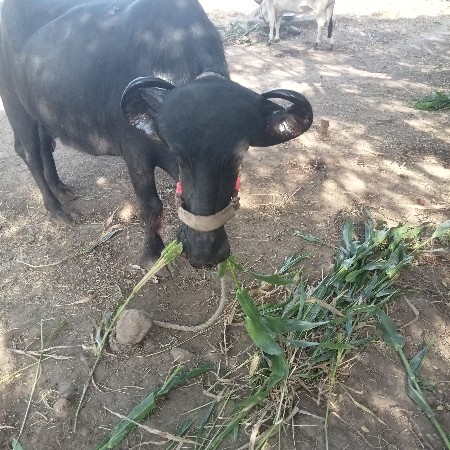 ભેંસ વેચવાની છે