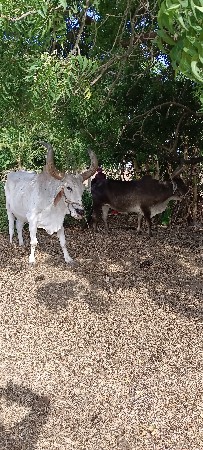 બળદ વેચવા ના છે