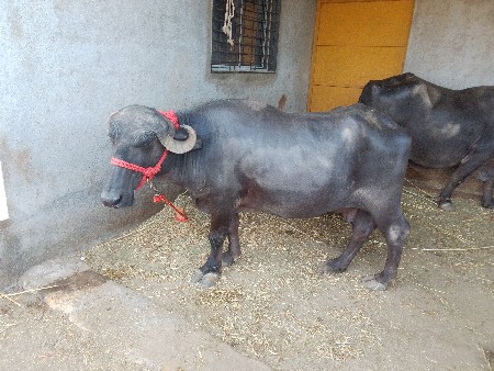 બીજા વેતર નીકળેલી વેચવાની છે