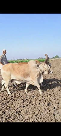 બળદ