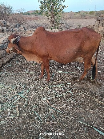 ગાય વેચવાલી છે