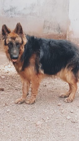 German male