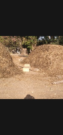 જુવાર ની શાર ની કાલર