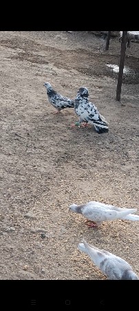 પોરબંદર જિલ્લો 1700 રૂપિયા કિંમત
