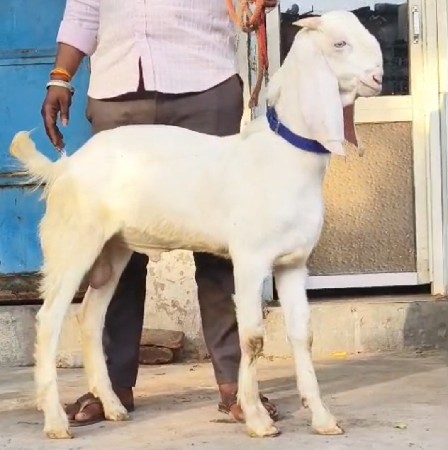 ગુલાબી બકરો વેચવાનો છે