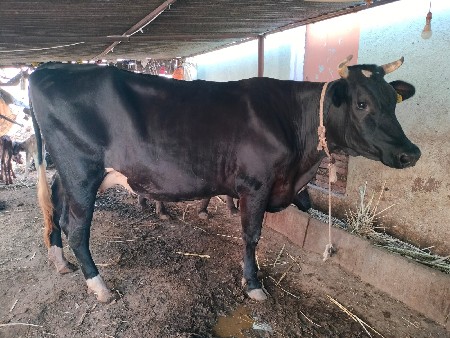 વેતર 1.     45 દિવસ નિવિહાણેલ