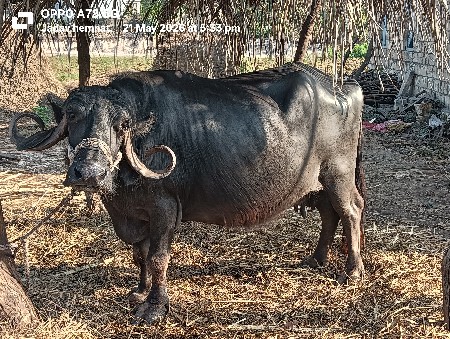 આ . ભેસ .વેસવાનીસે  વિએવામાં